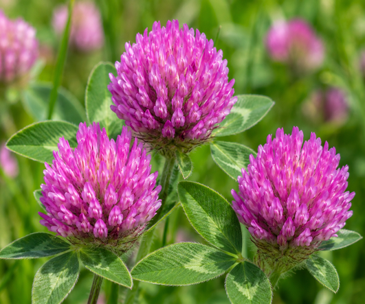 Red Clover Extract