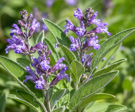 Sage Extract